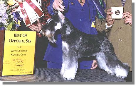 miniature schnauzer